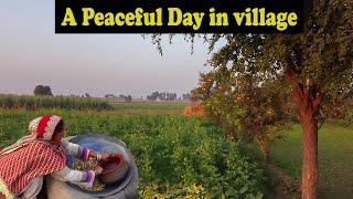 Village Life the Best Lifestyle | Villages of Punjab Pakistan