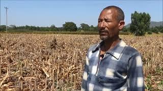 Dangila _ Maize harvesting