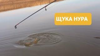 ОДНА ПОКЛЕВКА ЩУКА ...НУРА