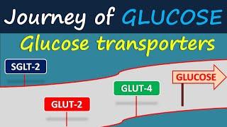 Glucose transporters | Journey of glucose