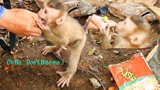 Oh hoo ! This baby monkey SARO warning bite hand cameraman while he didn't give a food to him