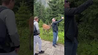 Selfie with Deer, Morskie Oko - Poland #poland #polska #morskieoko #europe #shorts #short #youtube