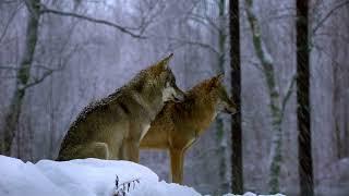 Wolf Videos | #wolf | Wolves Royalty Free Videos Stock Footage | Cute Owl Edu |  @yashpatwardhan