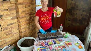 PETUNIA and PEPPERS - sowing seeds for seedlings - 2024