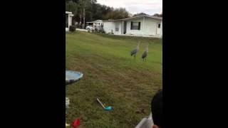 Angry Birds - Sandhill Cranes