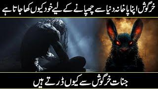 Hidden And Interesting Facts About Rabbits in Urdu/Hindi