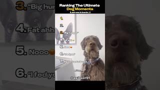 Ranking The Ultimate Dog Moments