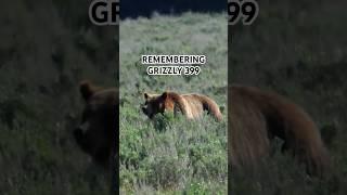 RIP to the Queen of the Tetons #399 #grizzlies #bear #wildlife #nationalpark #ytshorts