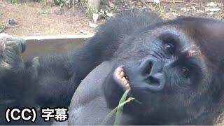 Though the wound seems to have widened. How is it? Gentaro｜Momotaro family, Gorilla