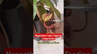 My Nepenthes feeding compilation #shorts #nepenthes  #carnivorousplant #pitcherplant #shortsfeed