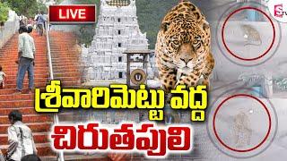 LIVE: శ్రీవారిమెట్టు వద్ద చిరుతపులి  Leopard Spotted At Srivari Mettu | Tirumala Tirupati | SumanTV