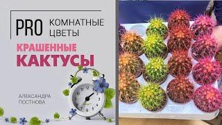 Цветные кактусы - это такой сорт или ловкость рук, немного краски и никакого мошенничества?