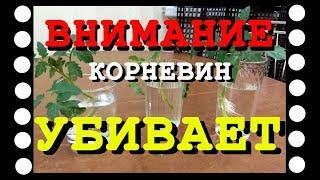 ЭКСПЕРИМЕНТ : ТРИ СПОСОБА УКОРЕНИТЬ РАСТЕНИЕ