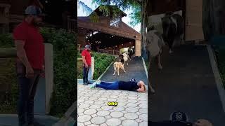 This Man Wants To See How Smart Horses Are 