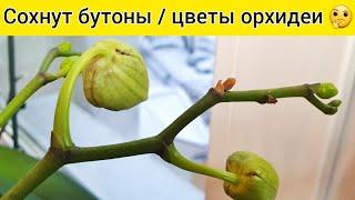 СОХНУТ БУТОНЫ орхидеи и ЦВЕТЫ орхидеи