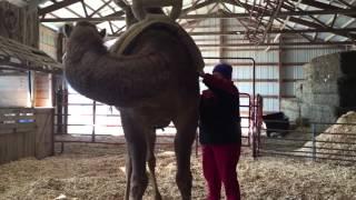 Junior the camel saddled