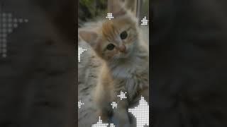 Cute cat #viral #trending #shorts