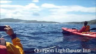 Beautiful Whale Showing its Tale near Quirpon Island