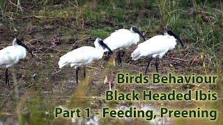 Bird Activities | Black Headed Ibis | Part 1