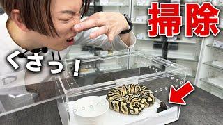 Ball Python Cage Cleaning Routine | Pro Tips for Keeping It Fresh!