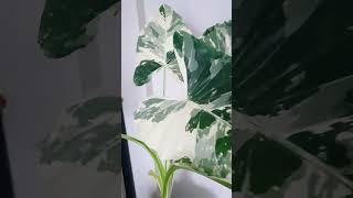 Alocasia Macrorhiza Variegata/Sente Variegata#alocasia #shorts #trending #explore #aesthetic #plants