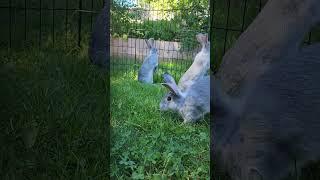 8 weeks old American Chinchillas