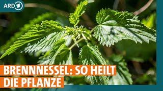 Hausmittelcheck Brennnessel: Was kann die Pflanze? | ARD Gesund