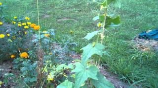 Cucumber experiment with compost tea worked !