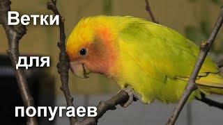 Какие ветки давать попугаям?