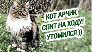 Кот Арчи ужасно устал! А лебеди нет.