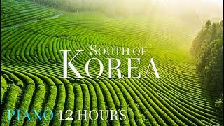 Relaxation 4K - Scenic Green Farm Jeju Island of South Korea 제주도 보성 녹차