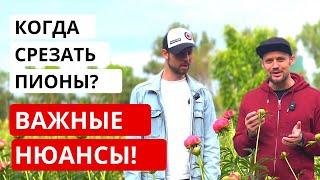 На какой стадии лучше срезать ПИОНЫ КОРАЛ? Рассуждаем вместе! Выращивание пионов.