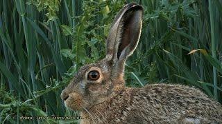 2015 05 23 Feldhase - hare - lepus europaeus