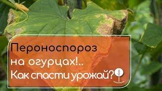 Средство №1 от пероноспороза на огурцах