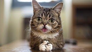 Remembering LIL BUB, an Internet Cat Sensation