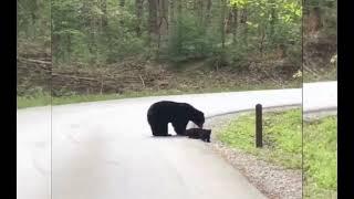 Mommy bear with her four cubs