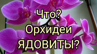 Орхидеи ядовитые цветы и наносят вред здоровью человека?Миф или правда?https://youtu.be/v-UHUz1zS2g