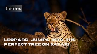 Male Leopard jumps into the perfect tree on Safari | #wildlife #leopard