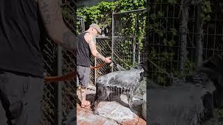 Giving HUGE Blue Bay Shepherd a Bath