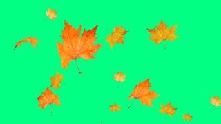 Autumn leaves fall on the green screen | Stock Footage