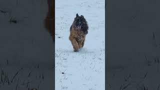 #germanshepherd #snow #dogs #unstoppable #winter #december #longhaired