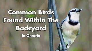 Wild Birds Found In My Backyard - Ontario Canada - Part 1 - Bird Sounds - Bird Video Compilation