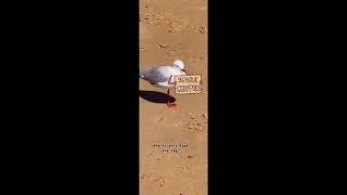 Sad seagull