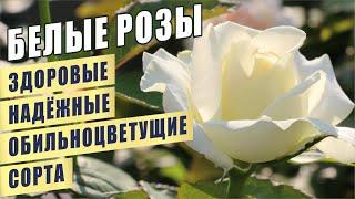 БЕЛЫЕ РОЗЫ. ЗДОРОВЫЕ, НАДЁЖНЫЕ, ОБИЛЬНОЦВЕТУЩИЕ СОРТА. WHITE ROSES. HEALTHY, FLOWERING VARIETIES.