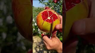 pomegranate farming technique