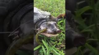 WHAT IS IT @kickintheirbasstv  #fyp #foryou #bassfishing #turtle