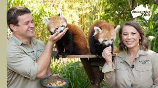 We can't get enough of our red panda cubs! | Australia Zoo Life