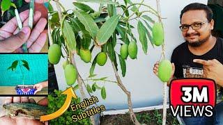 How to grow mango tree from seed & grafting in Pot ~गमले में ऐसे उगाता हूँ ढेरों आम  ग्राफ्टिंग से