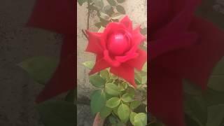 dekha Ek Khwab to silsile beautiful flower