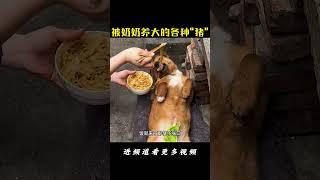 被奶奶养大的各种品种“猪”#狗 #狗狗 #治愈 #搞笑 #搞笑视频 #萌宠 #萌宠搞笑 #萌宠出道计划